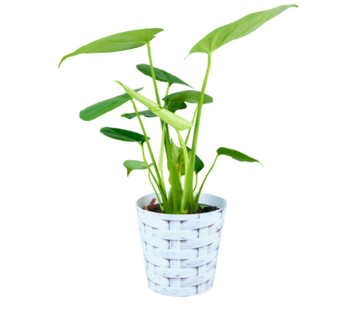 Flora Select Monstera Deliciosa 150 mm Pot – Stunning Indoor Plant- R249 Flora Select Monstera Deliciosa 150mm Pot Indoor Plant